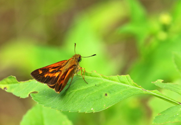 Yehl Skipper male